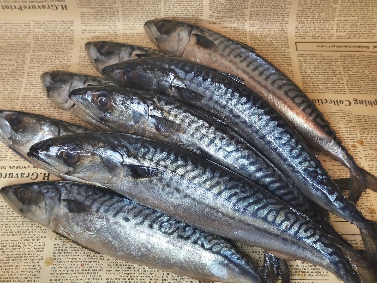 Скумбрія норвезька с/с. Остаточна ціна буде після зважування.Ціна не включає 20% обов'язкового пожертвування на Парасольку. Пожертвування потрібно додати під час оформлення замовлення. Дякуємо за вашу підтримку!