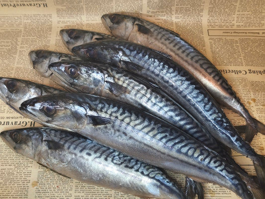 Скумбрія норвезька с/с. Остаточна ціна буде після зважування.Ціна не включає 20% обов'язкового пожертвування на Парасольку. Пожертвування потрібно додати під час оформлення замовлення. Дякуємо за вашу підтримку!