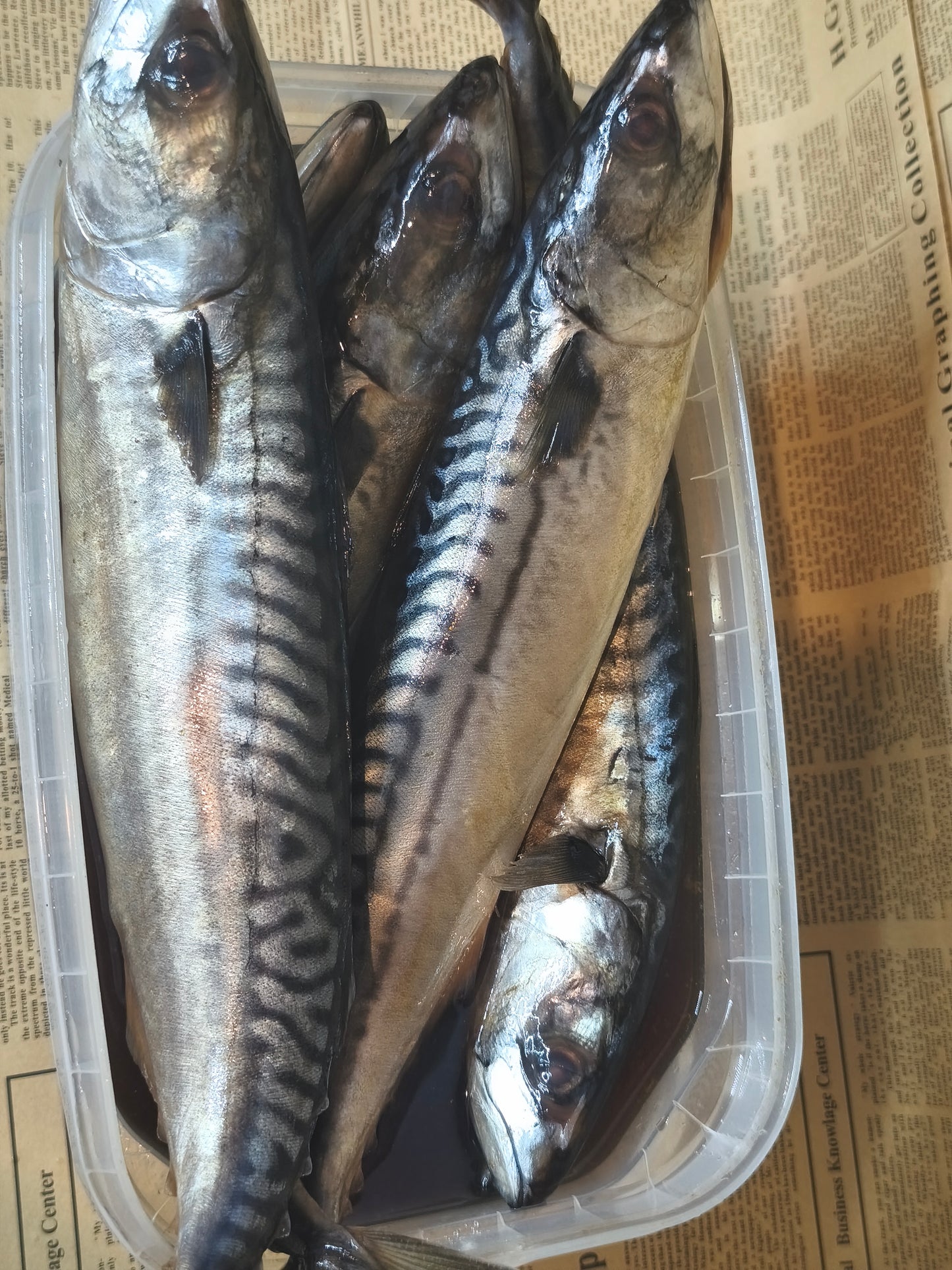 Скумбрія норвезька с/с. Остаточна ціна буде після зважування.Ціна не включає 20% обов'язкового пожертвування на Парасольку. Пожертвування потрібно додати під час оформлення замовлення. Дякуємо за вашу підтримку!