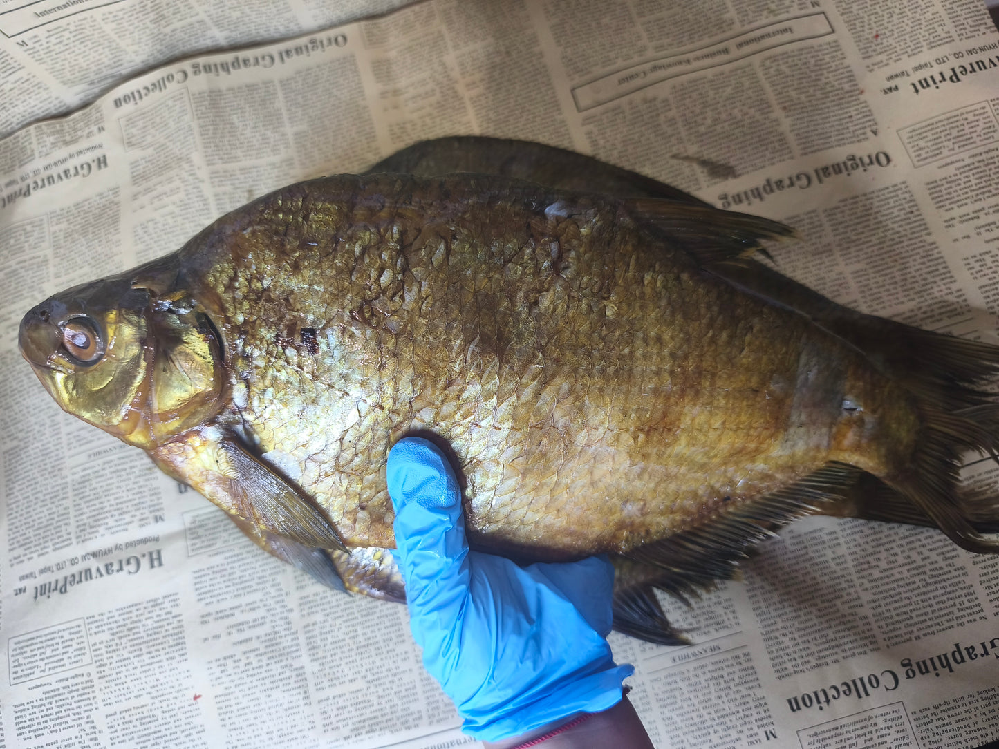 Лящ цілий х/к 100г. Остаточна ціна буде після зважування.Ціна не включає 20% обов'язкового пожертвування на Парасольку. Пожертвування потрібно додати під час оформлення замовлення. Дякуємо за вашу підтримку