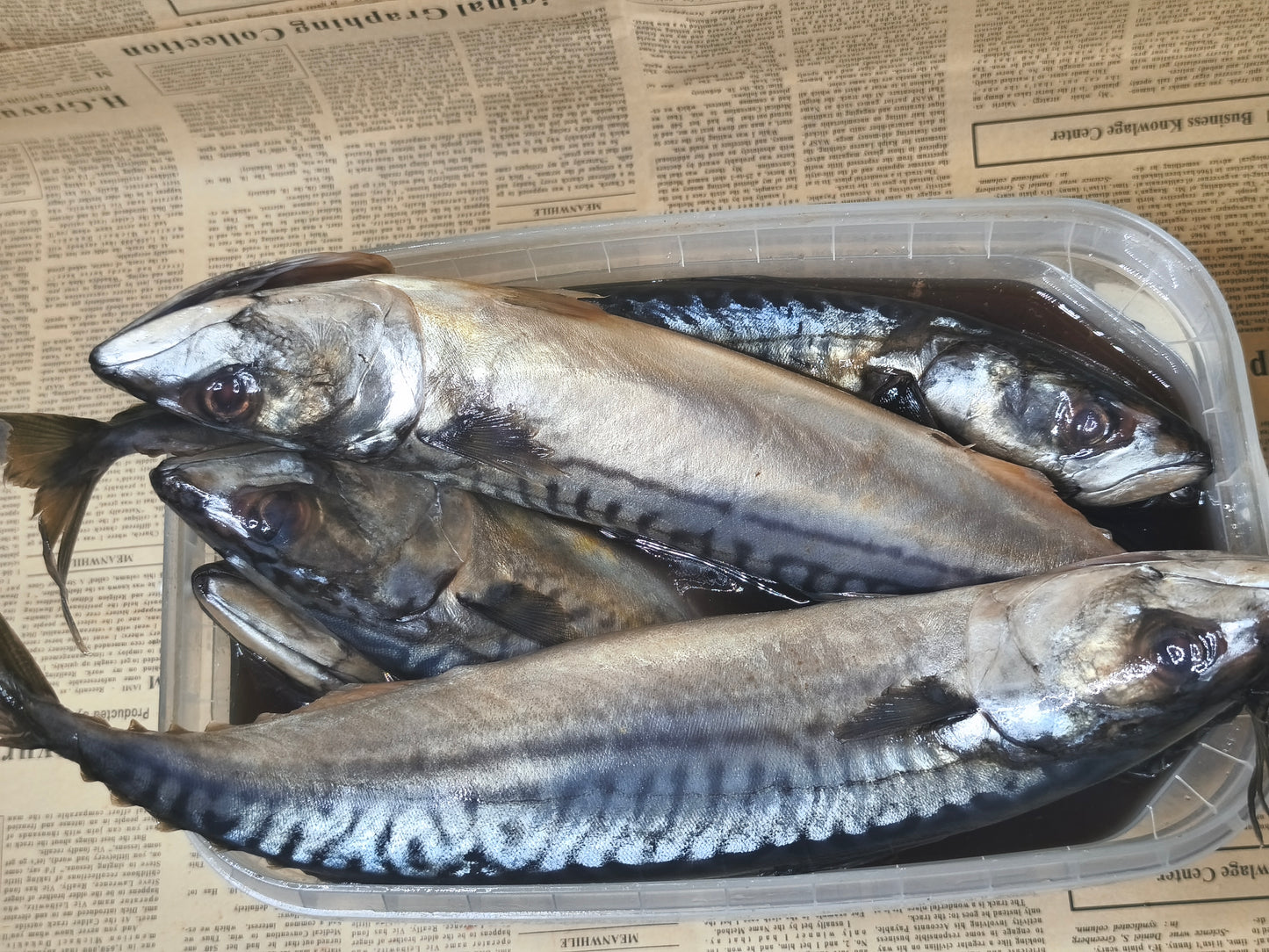 Скумбрія норвезька с/с. Остаточна ціна буде після зважування.Ціна не включає 20% обов'язкового пожертвування на Парасольку. Пожертвування потрібно додати під час оформлення замовлення. Дякуємо за вашу підтримку!